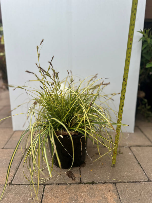 Carex Evergold evergreen sedge with golden leaves and green margins, ideal for shaded borders and containers – Keans