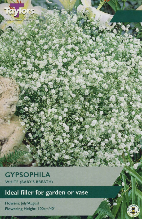 Gypsophila White