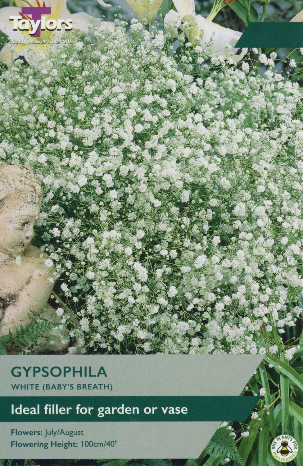 Dense clusters of delicate white Gypsophila (Baby’s Breath) flowers with green foliage and a garden statue bust.
