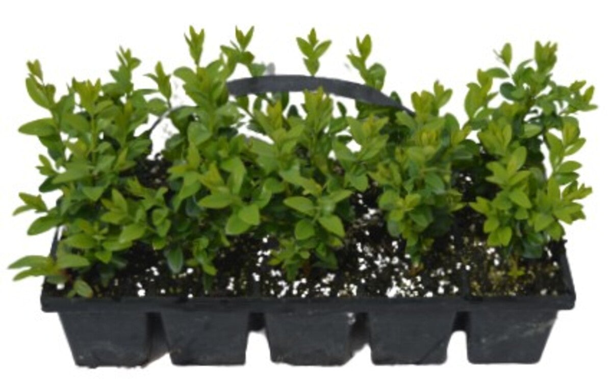 Buxus sempervirens 10 pack dwarf evergreen hedging plants with dense glossy leaves, ideal for formal gardens – Keans