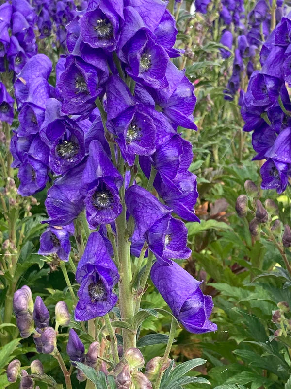 Aconitum 'Bressingham Spire' 3L - Image 2
