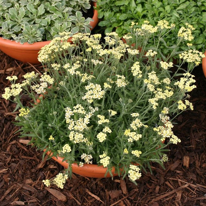 Achillea  'King Alfred', 2L - Image 2