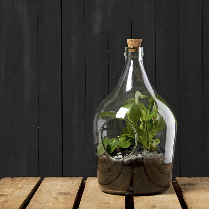Open Terrarium Bottle 5 Litre - Image 2