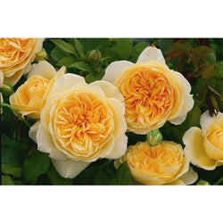 Rosa Amber Queen Floribunda rose with apricot blooms, fragrant, disease-resistant, 4.5L pot – Keans Claremorris.