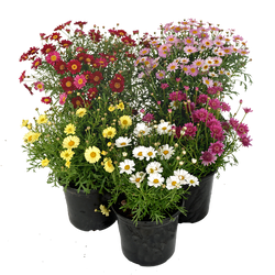 Marguerites Mix P19 50cm