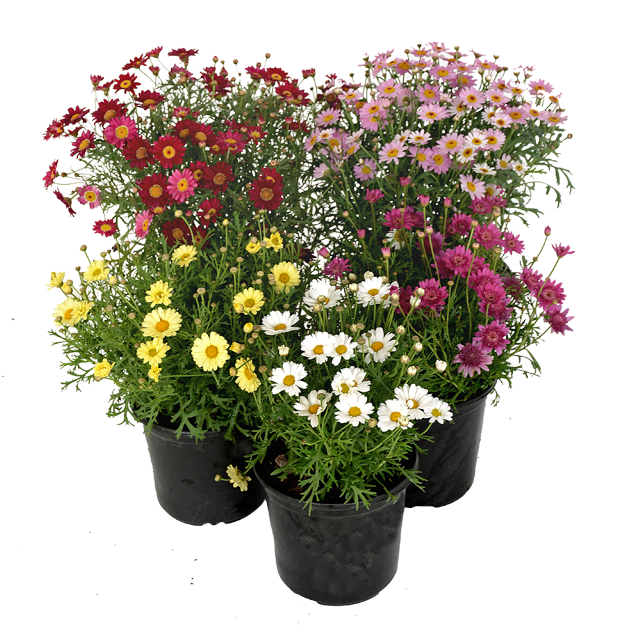 Marguerites Mix P19 50cm - Image 2