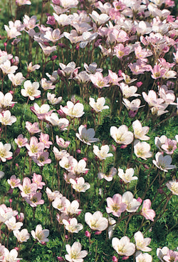 Saxifraga Pixi Appleblossom 9cm ROCKERY