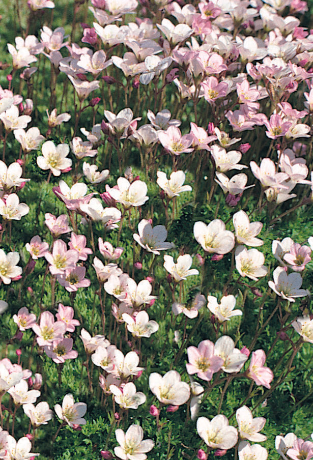 Saxifraga Pixi Appleblossom 9cm ROCKERY - Image 2