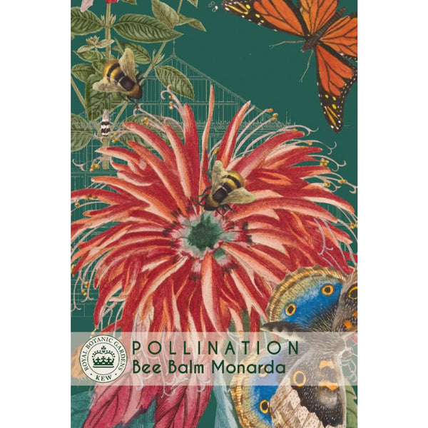Bee Balm - Kew Pollination Collection
