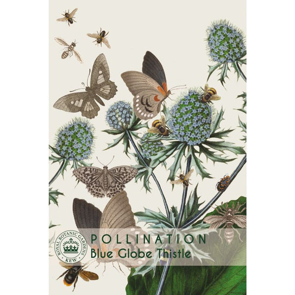 Blue Globe Thistle - Kew Pollination Collection