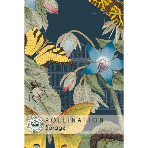 Borage - Kew Pollination Collection