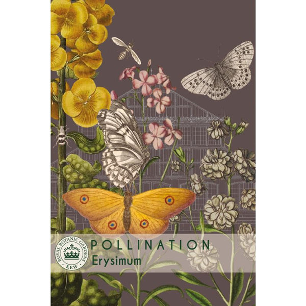 Wallflower 'My Fair Lady Mixed' - Kew Pollination Collection