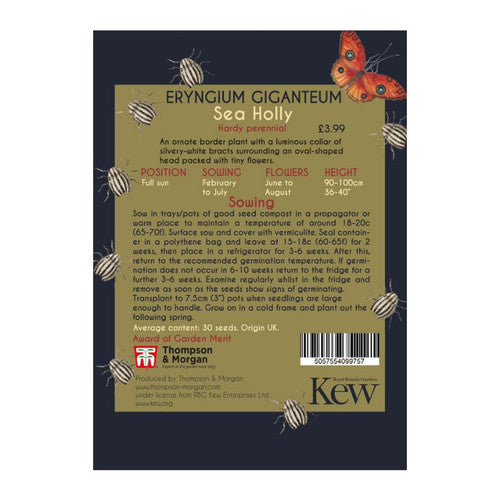 Eryngium giganteum 'Miss Willmott's Ghost' - Kew Pollination Collection