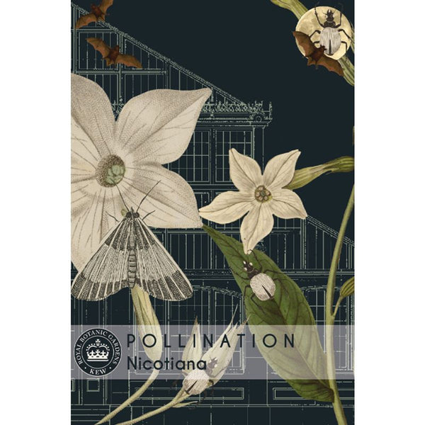 Nicotiana alata - Kew Pollination Collection