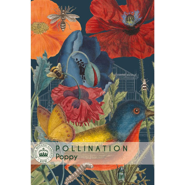 Poppy (Wild) - Kew Pollination Collection
