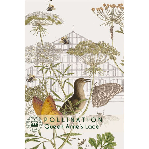 Daucus carota - Kew Pollination Collection
