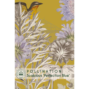 Scabious Perfection Blue - Kew Pollination Collection