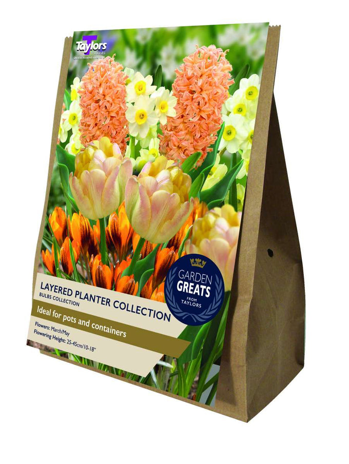 20 Bulb Layered Planter Collection with tulips, hyacinths, daffodils, and crocus for layered spring blooms – Keans