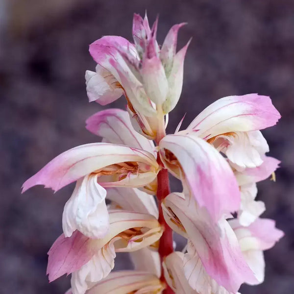 Acanthus 'Whitewater' 3L Keans Claremorris