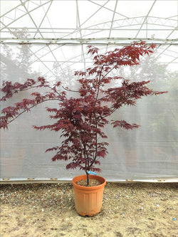 ACER Japanese Maple 'Bloodgood'