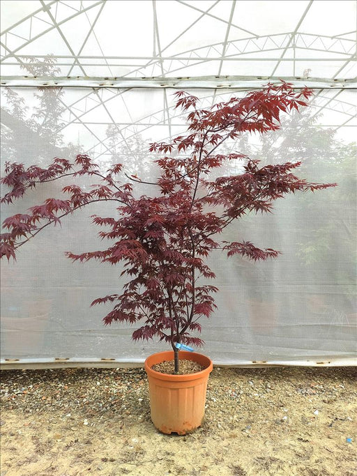 ACER Japanese Maple 'Bloodgood' - Image 1