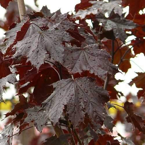 Acer plat. 'Crimson King' 12L - Image 1