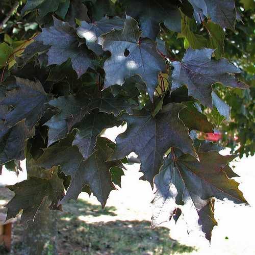 Acer platanoides ‘Crimson King’ – Norway Maple Tree - Image 2
