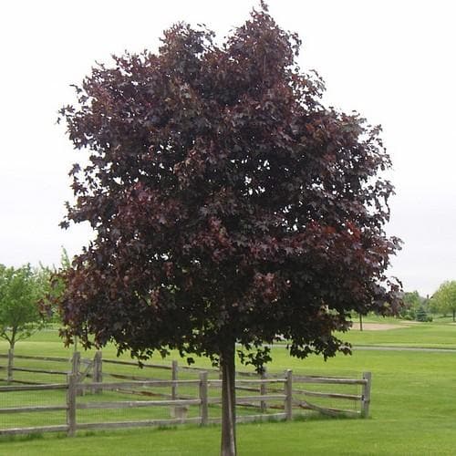 Acer platanoides ‘Crimson King’ – Norway Maple Tree - Image 1