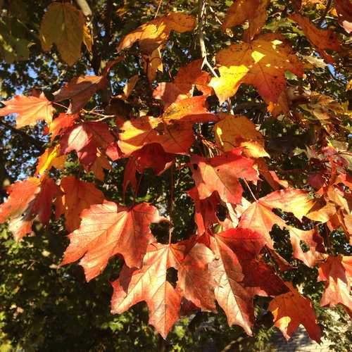 Acer platanoides ‘Crimson King’ – Norway Maple Tree - Image 3
