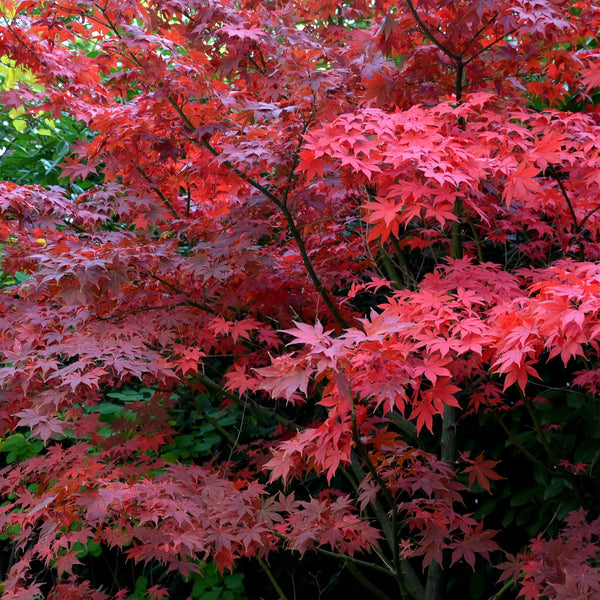 Acer Palmatum Bloodgood C35 175cm Keans Claremorris