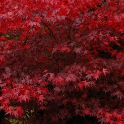ACER Japanese Maple 'Bloodgood'