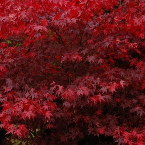 Dense foliage of Acer Japanese Maple 'Bloodgood' with vibrant deep red leaves in close-up view.