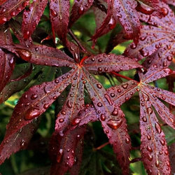 ACER Japanese Maple 'Bloodgood'