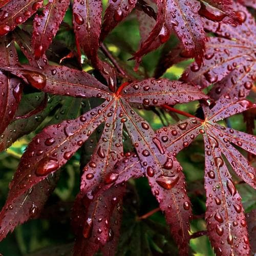 Close-up of deep red Acer Japanese Maple 'Bloodgood' leaves covered in water droplets.