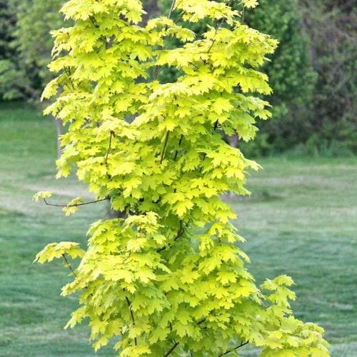 Young Acer platanoides ‘Princeton Gold’ Norway Maple tree with bright yellow-green leaves against a grassy background