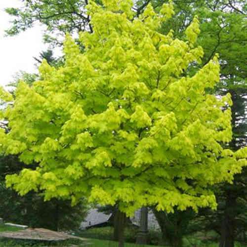 Acer platanoides ‘Princeton Gold’ – Norway Maple Tree - Image 1