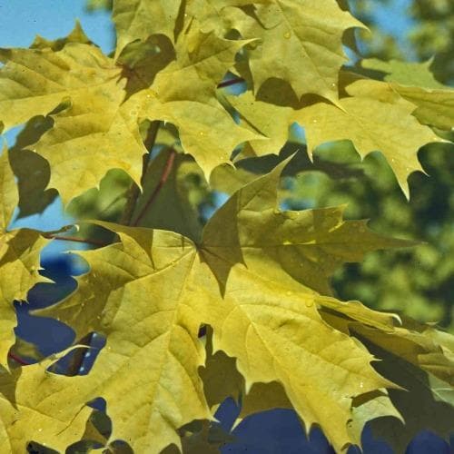 Close-up of bright yellow-green leaves of Acer platanoides ‘Princeton Gold’ Norway Maple tree against blue sky