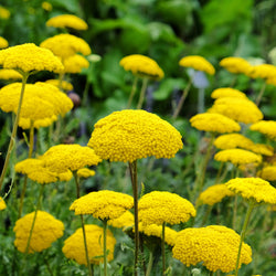 Achillea fill. 'Cloth of Gold' 2L
