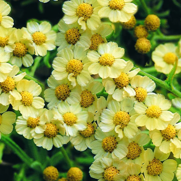 Achillea  'King Alfred', 2L Keans Claremorris
