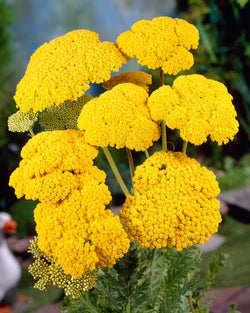 Achillea fill. 'Cloth of Gold' 2L Keans Claremorris