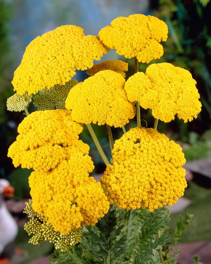 Achillea fill. 'Cloth of Gold' 2L Keans Claremorris