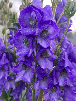 Aconitum 'Bressingham Spire' 3L Keans Claremorris