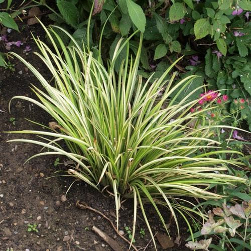 Acorus Ogon 2lt with aromatic yellow-green striped foliage, semi-evergreen, grows in water margins, Keans Claremorris.