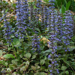 Ajuga rep. 'Catlin's Giant' 9cm