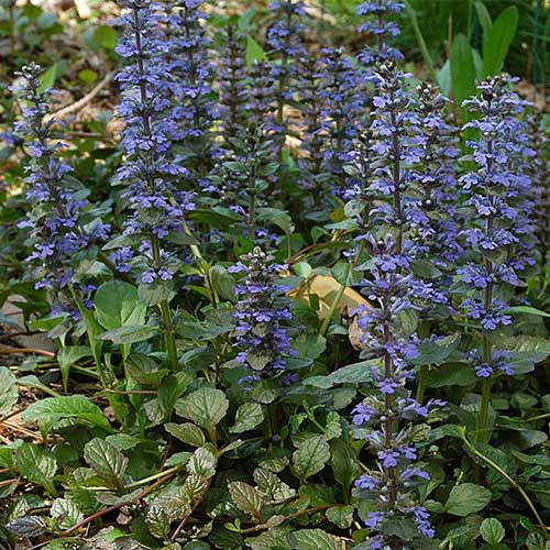 Ajuga rep. 'Catlin's Giant' 9cm - Image 3