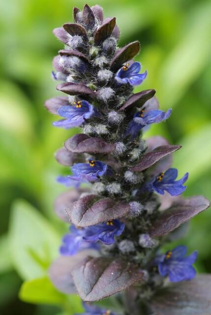 Ajuga rep. 'Catlin's Giant' 9cm Keans Claremorris