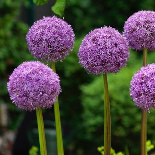 Allium 'Globemaster' 3L - Image 2