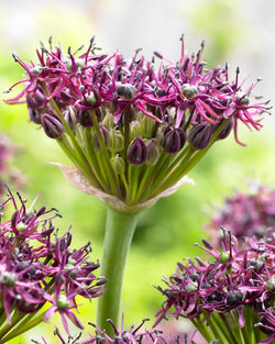 Allium Atropurpureum 3L (994592) Keans Claremorris