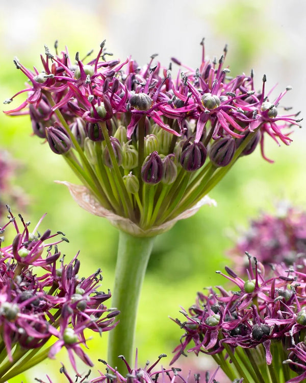 Allium Atropurpureum 3L (994592) Keans Claremorris