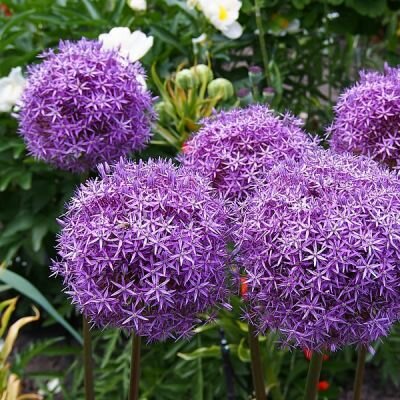 Allium 'Gladiator', 2L Keans Claremorris